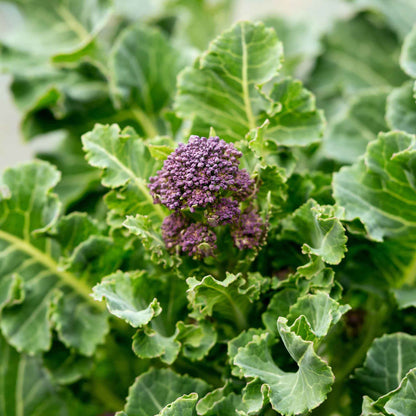 A close-up shot of several vibrant purple sprouting broccoli florets, showcasing their tight heads and thick stems.