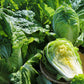 A close-up view of the pale green, pleated leaves of a Michihili Chinese cabbage head.