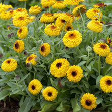 Close-up of a Calendula Bull's Eye flower with orange petals and a dark center, set against a blurry green background.