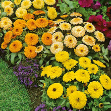A close-up shot of Calendula 'Fiesta Gitana' flowers, showing a mix of yellow and orange petals.