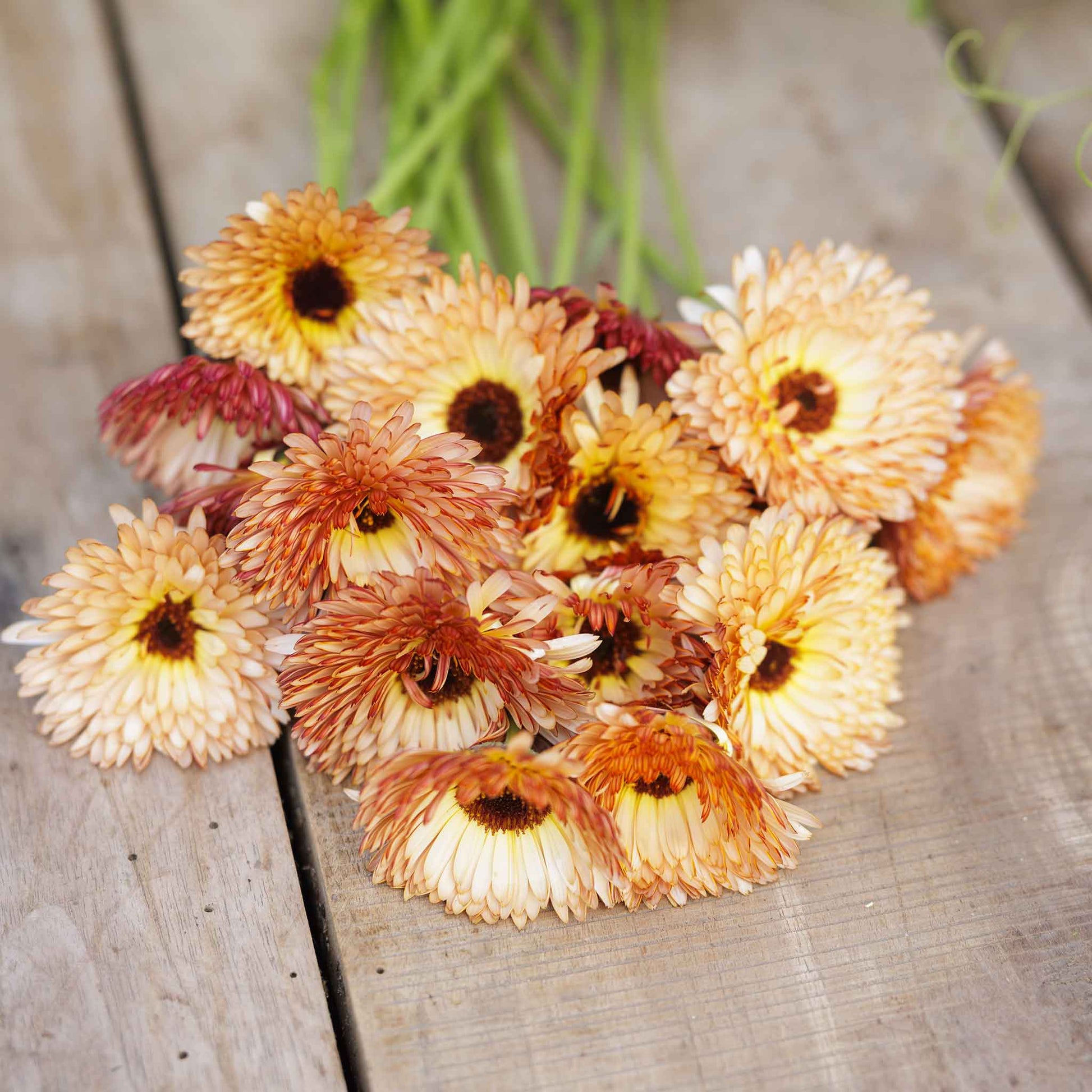Bouquet of orange flash calendula flowers with bronze undersides and green stems.