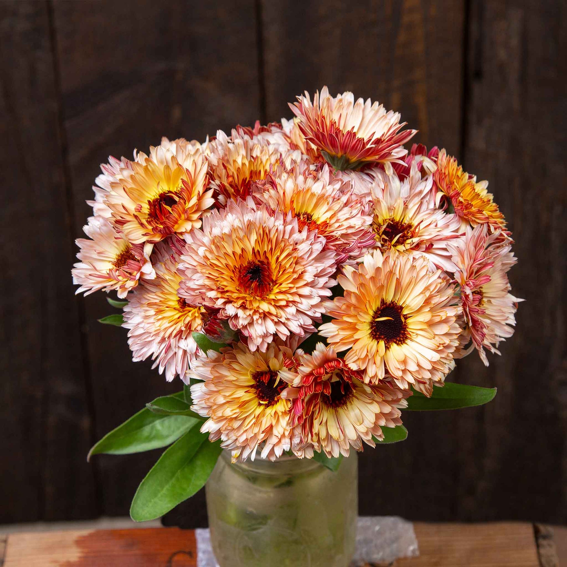 Close-up of 'Strawberry Blonde' calendula flowers, showing unique orange, pink, and apricot petals.
