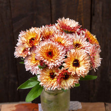 Close-up of 'Strawberry Blonde' calendula flowers, showing unique orange, pink, and apricot petals.