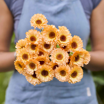 Bouquet of pink and yellow calendula pink surprise flowers held by a person against a blurred background
