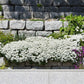 White candytuft snow flurries blooming with lush green foliage in a garden setting