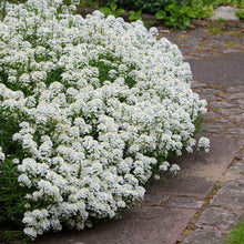 White candytuft snow flurries with a vibrant center against a blurred green background