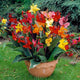 Canna Lily Bulbs - Dwarf Mix