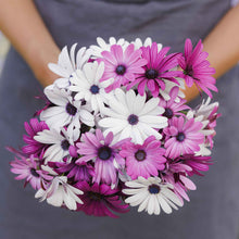 Purple and white cape daisy ballade mix flowers held in a bunch against a plain background.