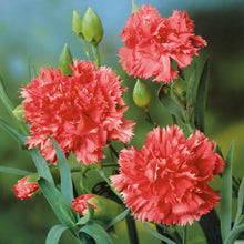 Orange Sherbet Carnations with ruffled petals and green stems against a light background.