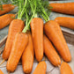 A close-up of a bunch of freshly harvested Royal Chantenay carrots with green tops.