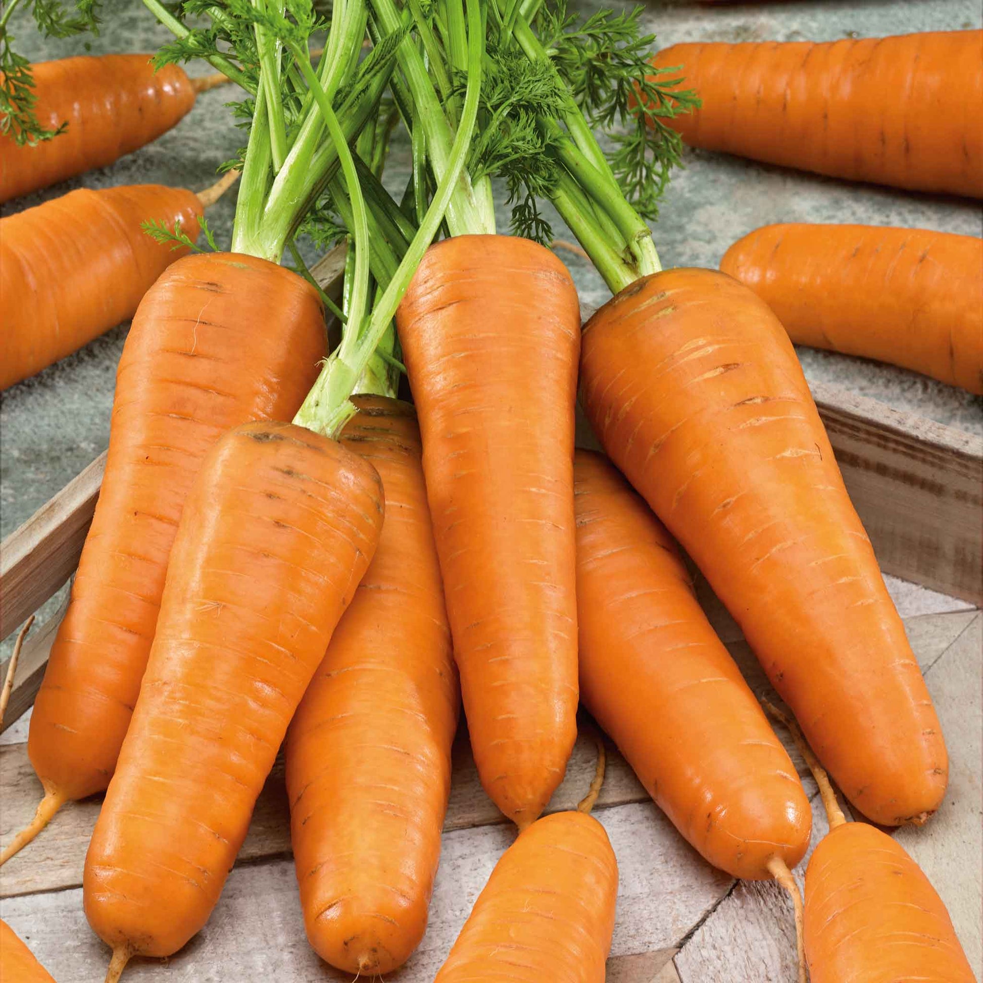 A close-up of a bunch of freshly harvested Royal Chantenay carrots with green tops.
