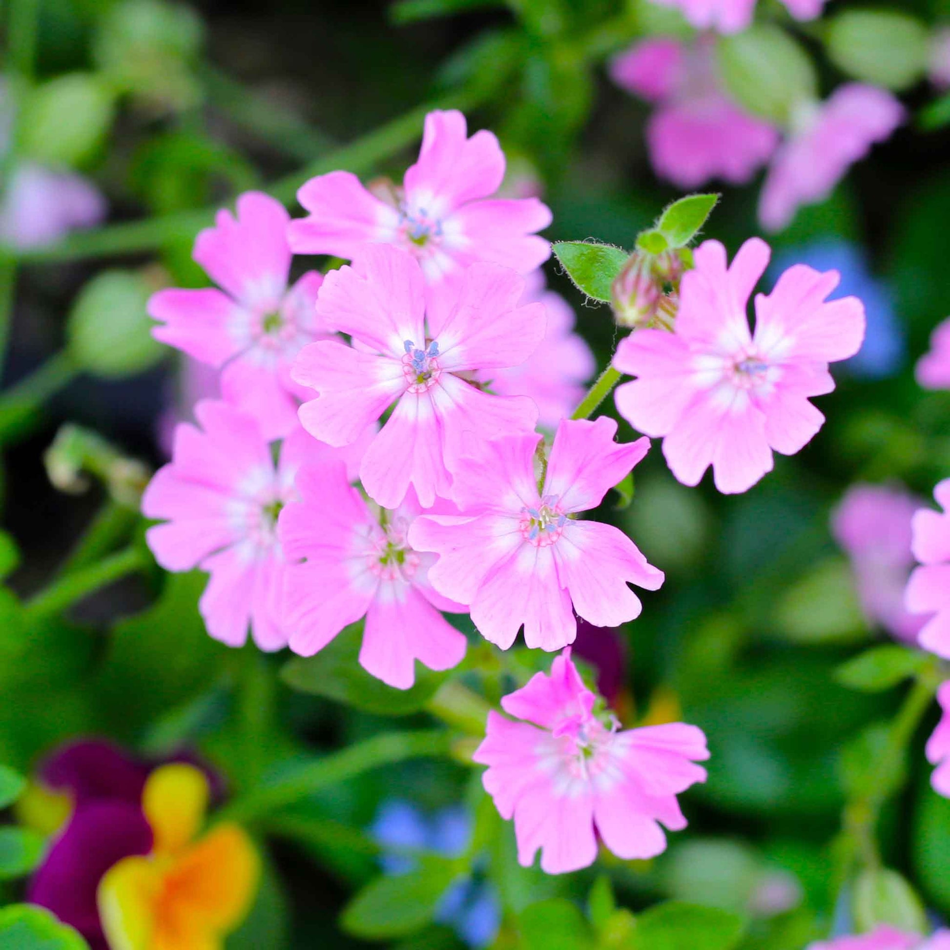 A close-up of a Pink Nodding Catchfly flower with yellow and purple blooms on a blurred background.