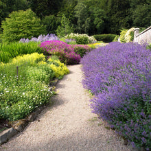 A close-up of a Catmint 'Six Hills Giant' plant with purple flowers and green foliage.