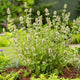 Catnip Seeds