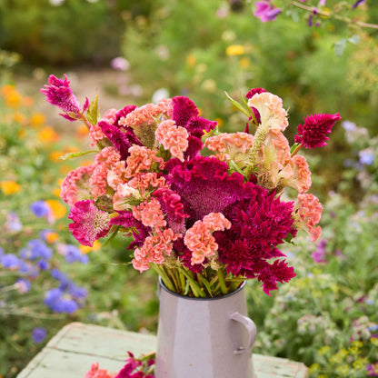 Bouquet of colorful flowers from the celosia bundle in a white vase against a natural background