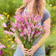 Person holding a bouquet of celosia flamingo feather flowers in a field