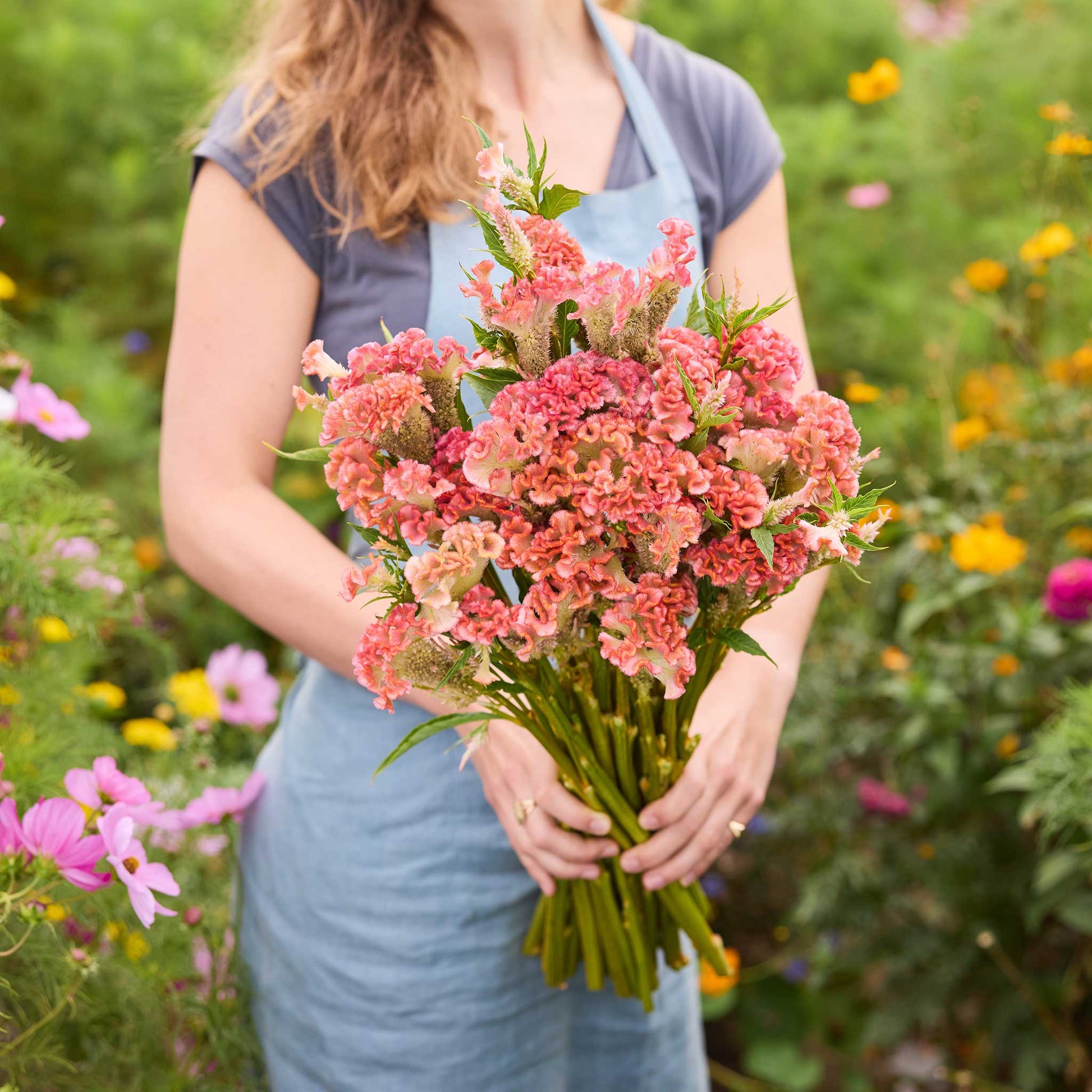 Person holding a bouquet of celosia rooster pink flowers in a garden setting