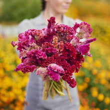 Person holding a bouquet of celosia rooster pink mix flowers in a garden setting