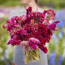 Person holding a bouquet of celosia rooster pink mix flowers in a garden setting