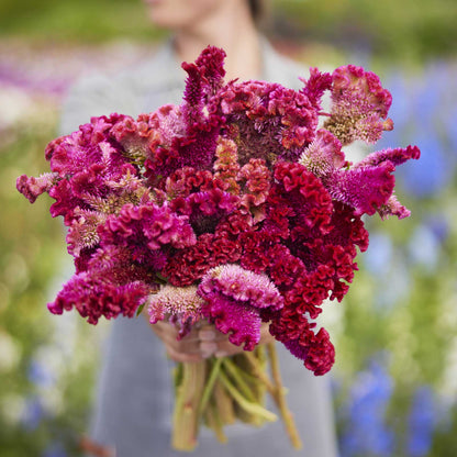 Person holding a bouquet of celosia rooster pink mix flowers in a garden setting
