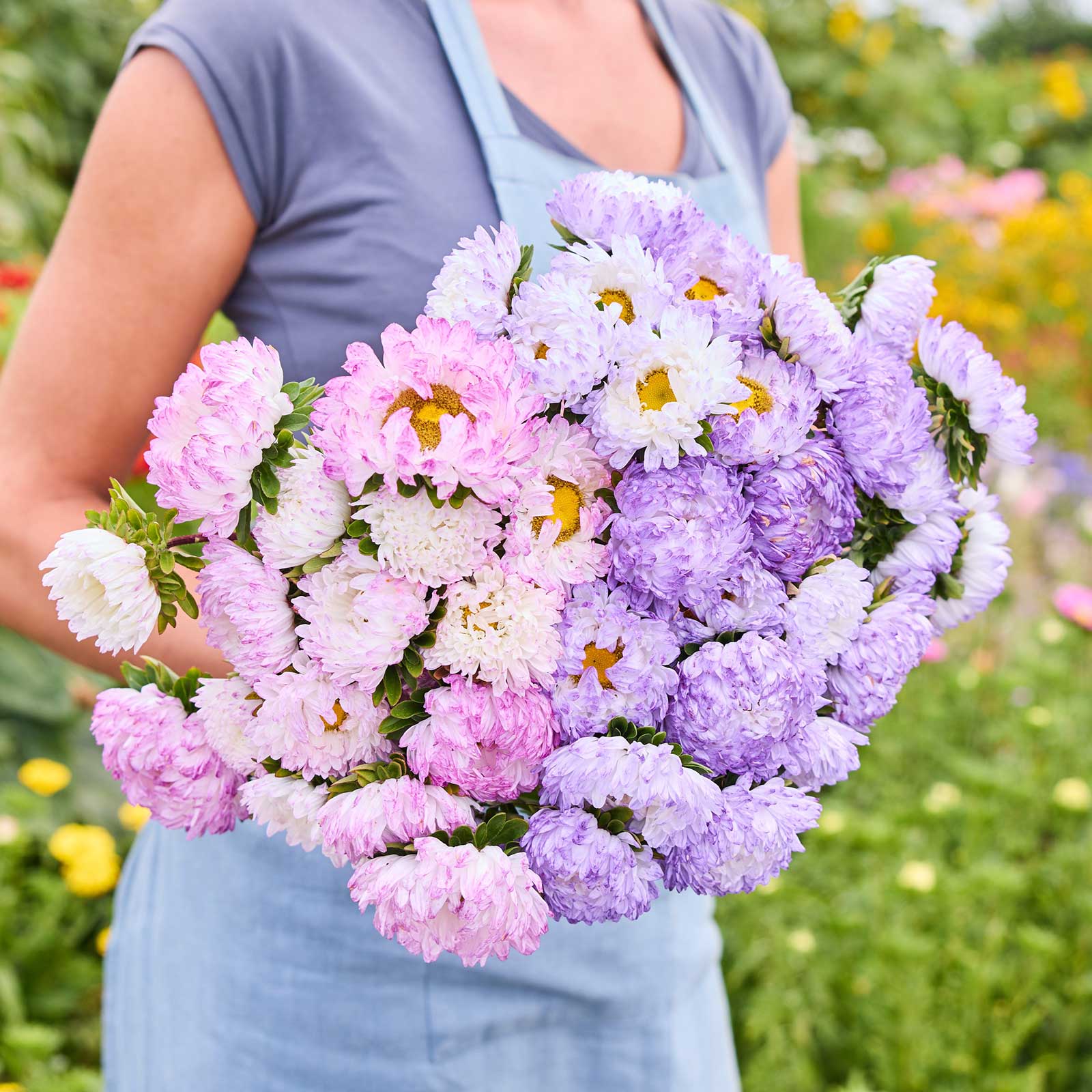 Person holding a bouquet of china aster bundle duchesse rose white & blue white in a garden setting.