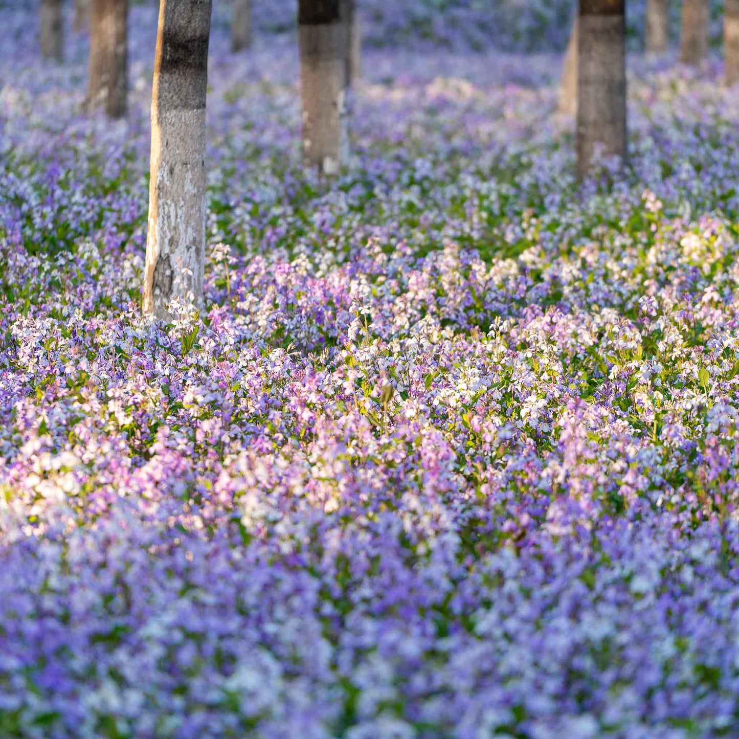 Purple chinese violet cress flowers covering a woodland floor with trees in the background.