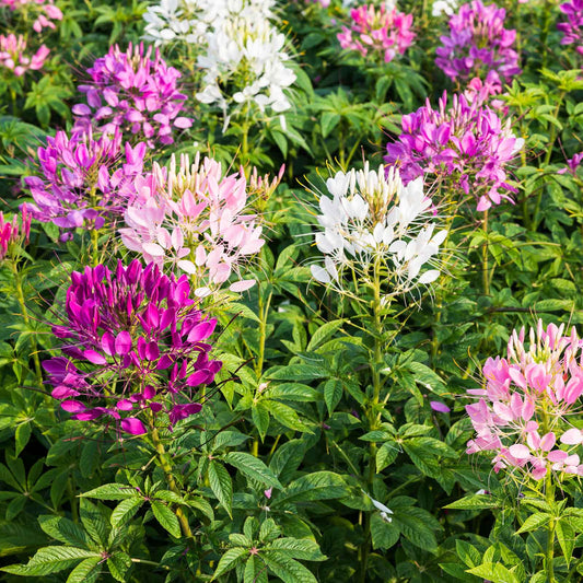 Pink, purple and white Cleome Mixed Colors flowers with long stamens against a blurred background.