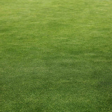 Grass field of microgreen clover