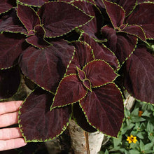 Coleus chocolate mint with dark centers and bright green edges held against a light background.