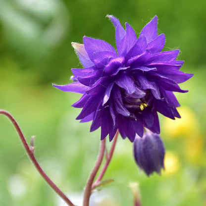 Purple columbine Barlow mix flower with yellow center against a bright green background.