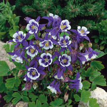 Blue and white columbine blue star flowers blooming against a dark green leafy background.