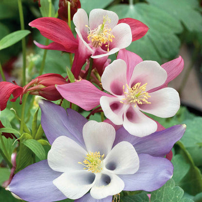 Pink and yellow columbine McKana giant bloom against a soft blurred green background.