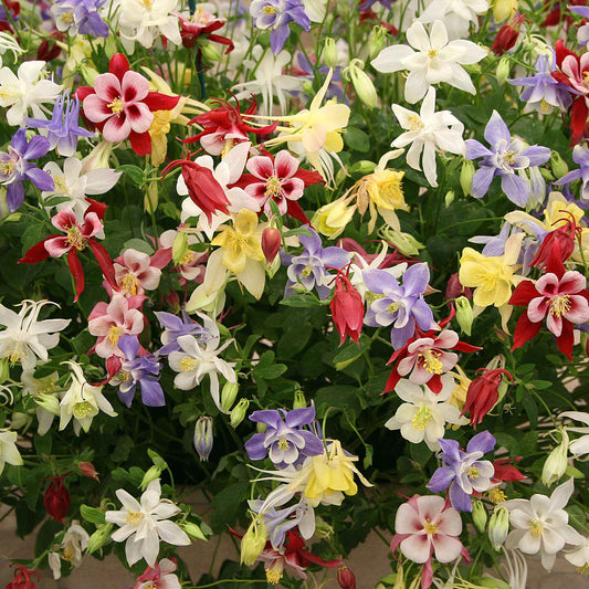 Columbine McKana giant mix in red, yellow, and white blooms against a green leafy background.