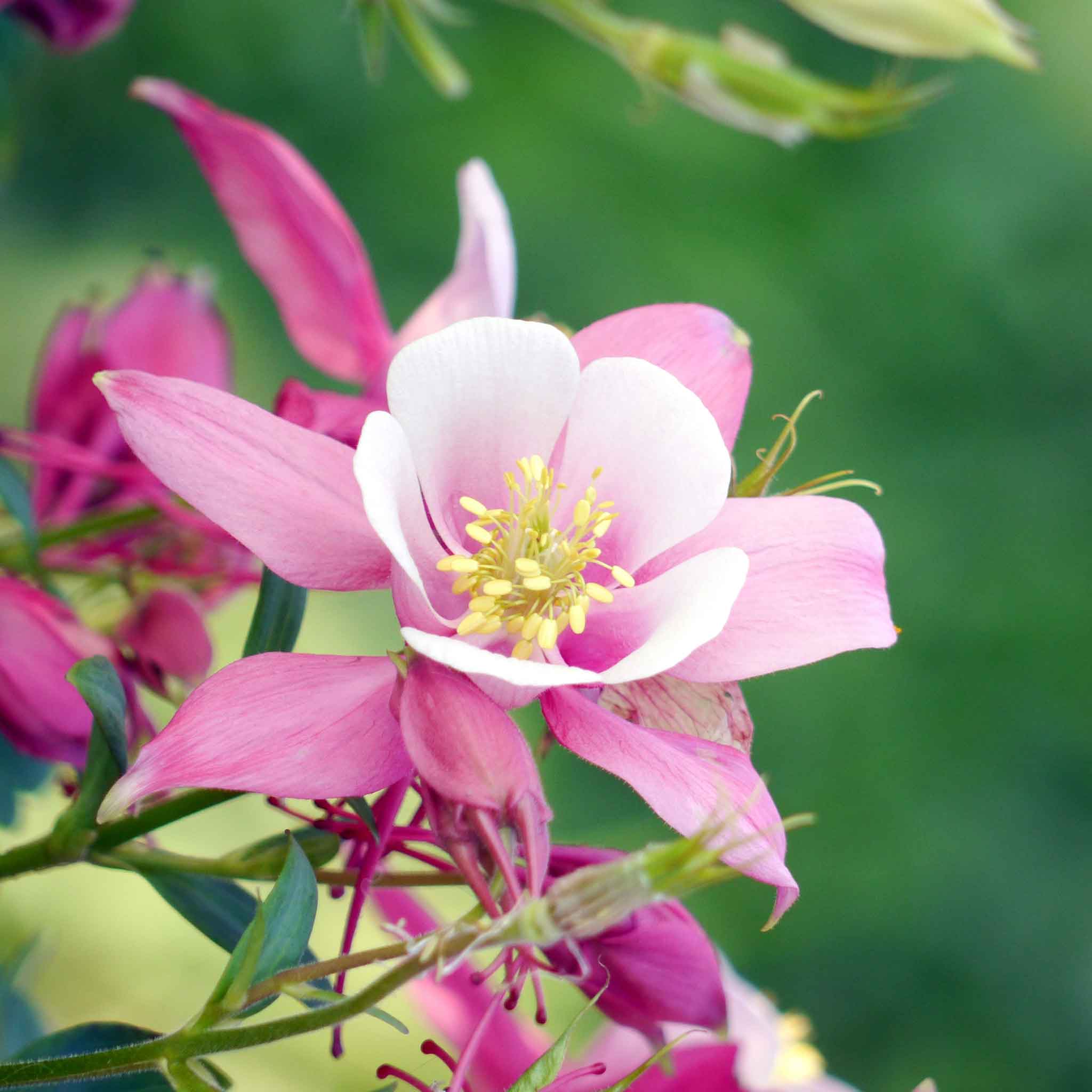 Bright pink columbine rose star flowers with multiple blooms against a blurred green background.