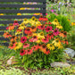 Red artisan red ombre coneflowers in full bloom against a blurred green background. | copyright: Floramedia UK Ltd