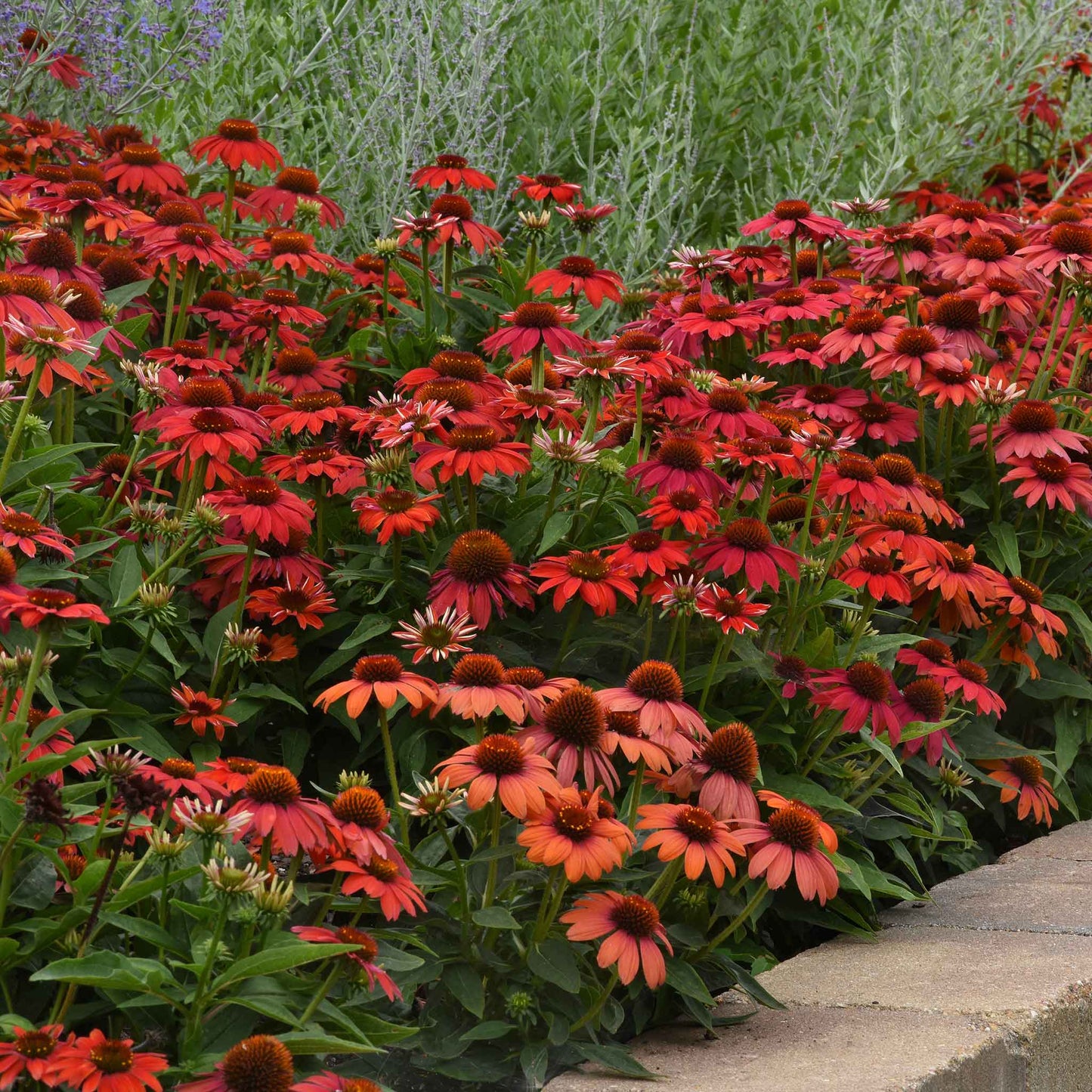 Red artisan red ombre coneflowers in full bloom against a blurred green background.