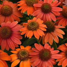 Deep orange artisan red ombre coneflowers with dark centers in a garden setting.