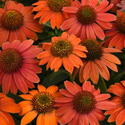 Deep orange artisan red ombre coneflowers with dark centers in a garden setting.