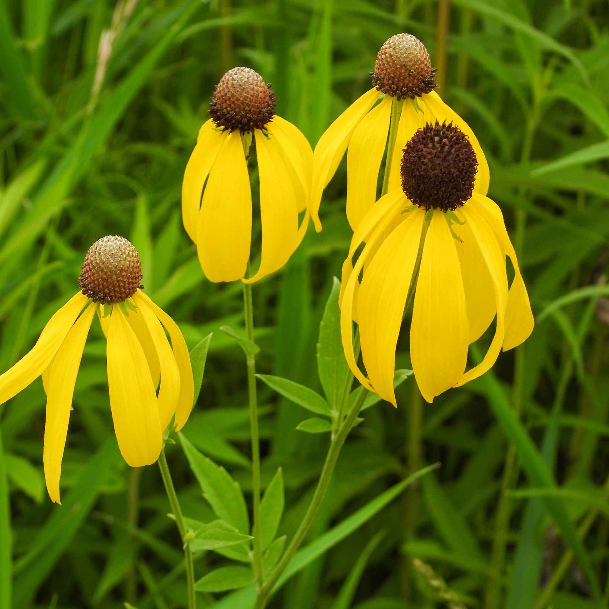 Three yellow grey-headed coneflowers with dark centers growing in a green grassy field.
