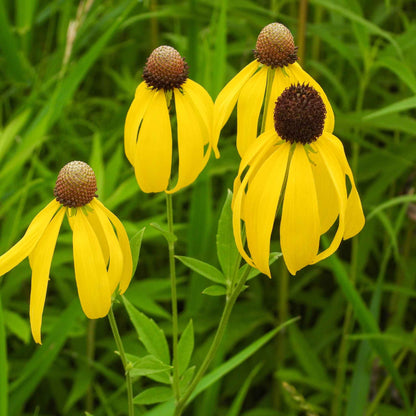 Three yellow grey-headed coneflowers with dark centers growing in a green grassy field.