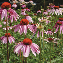 Organic purple coneflowers with pink petals growing among colorful garden flowers.