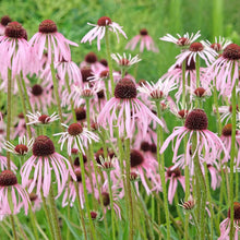 Pale pink coneflowers with dark reddish-brown centers blooming in a lush green garden.