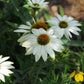 White powwow coneflower with cone-shaped center against a blurred green background.