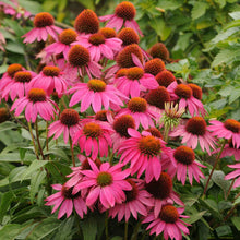 Magenta powwow wild berry coneflower with dark brown center against a blurred background.