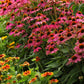 Pink and orange powwow wild berry coneflowers blooming in a sunny garden.