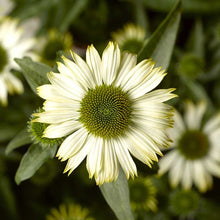 White prairie splendor coneflower with conical center against a blurred green background.