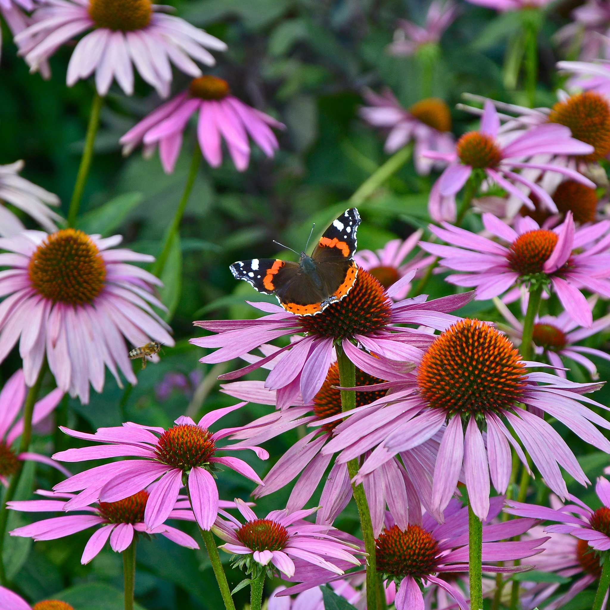A vibrant purple coneflower with delicate petals, set against a blurred green background.