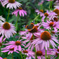 A vibrant purple coneflower with delicate petals, set against a blurred green background.