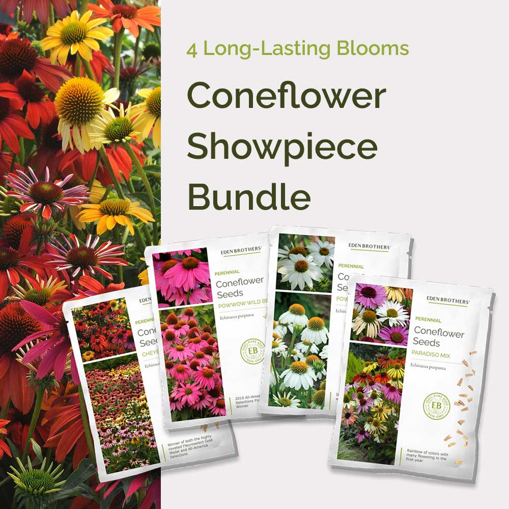 Graphic of coneflower showpiece bundle pack displaying a product image and contents of the bundle.