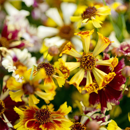 Incredible sea shells mix coreopsis in soft pastel tones against a blurred green background.